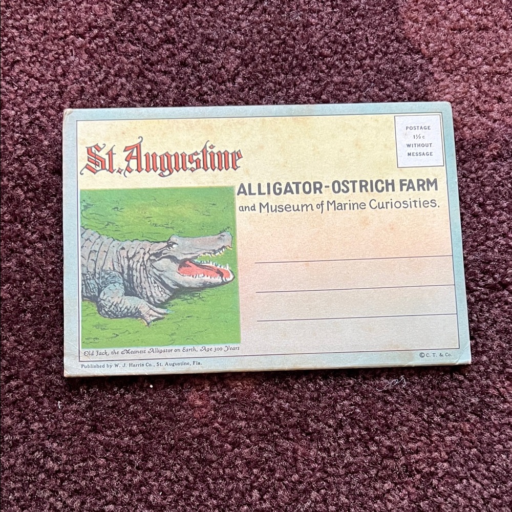 Alligator-Ostrich Farm Postcard